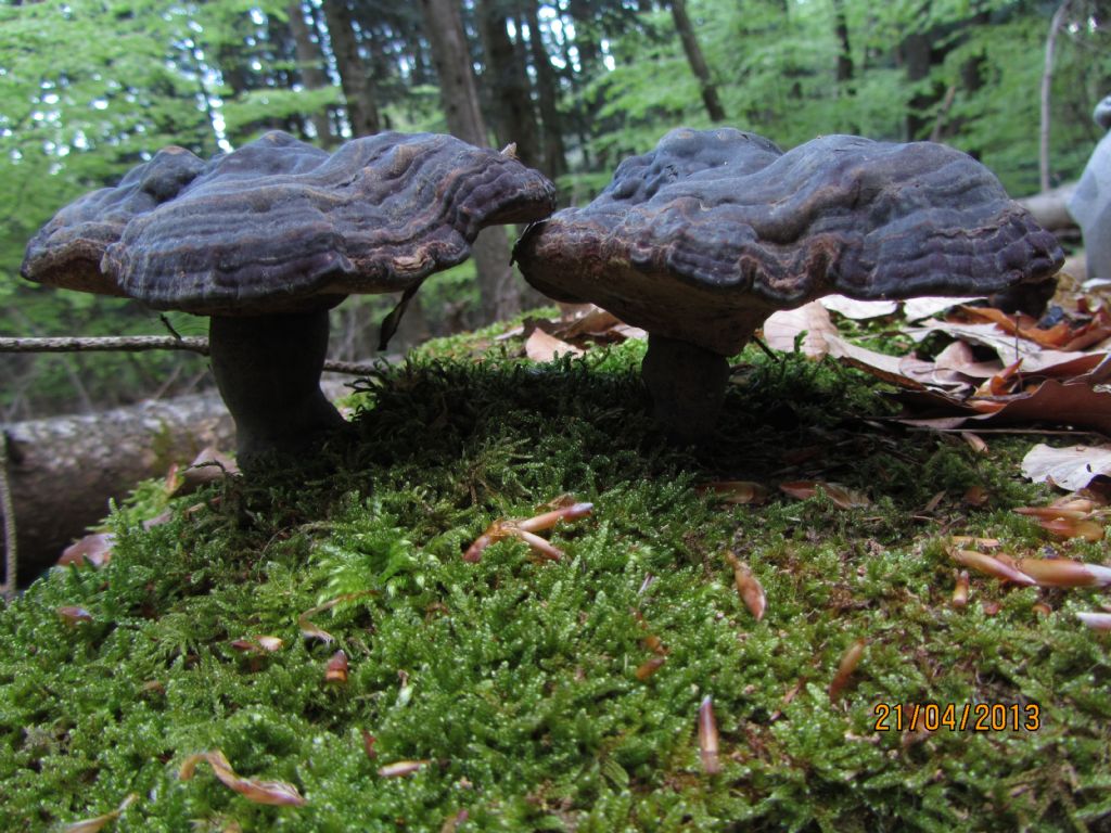 Ganoderma 1 (Probabile Ganoderma carnosum)